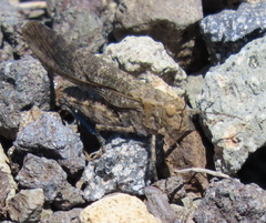 Circotettix undulatus