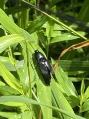 Parallelostethus attenuatus
