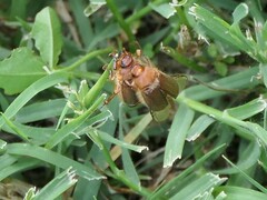 Amphimallon assimile