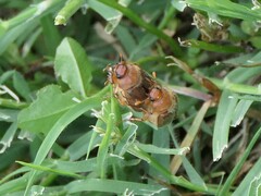 Amphimallon assimile