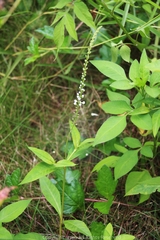 Lysimachia fortunei