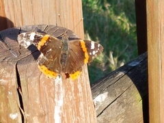 Vanessa atalanta