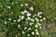 Achillea erba-rotta