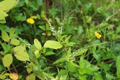 Lysimachia fortunei