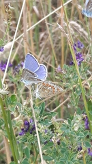 Polyommatus icarus