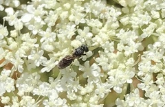 Hylaeus variegatus