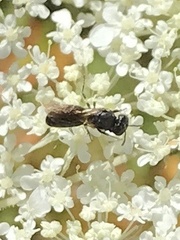Hylaeus variegatus