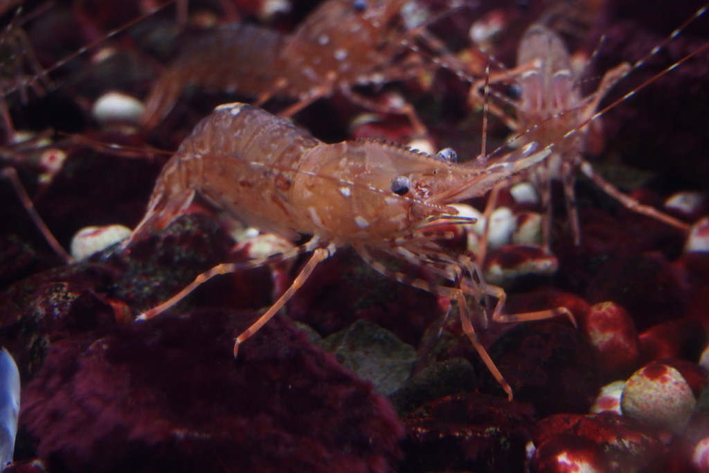 coonstriped shrimp