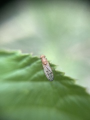 Opomyza florum