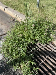 Persicaria