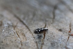 Agnippe prunifoliella