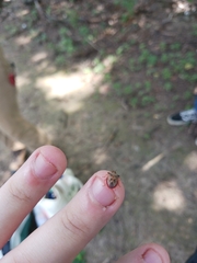 Dendrocoris humeralis