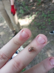 Dendrocoris humeralis