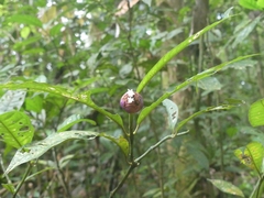 Palicourea apoda