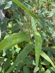 Dichanthelium polyanthes