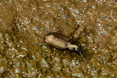 Bembidion striatum