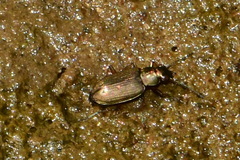 Bembidion striatum