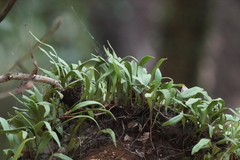 Pyrrosia adnascens
