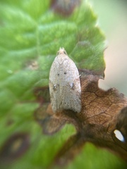 Acleris notana
