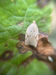 Acleris notana