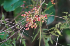 Viburnum luzonicum