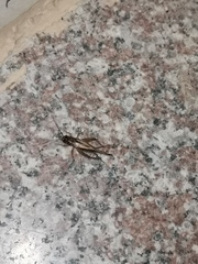 Svercacheta siamensis