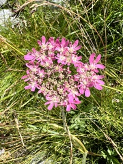 Heracleum austriacum