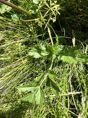 Heracleum austriacum