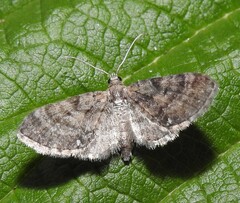 Eupithecia palpata