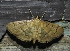Herpetogramma theseusalis