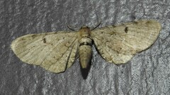 Eupithecia indistincta