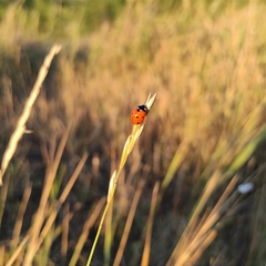 Coccinella septempunctata