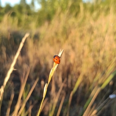 Coccinella septempunctata