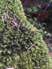 Racomitrium lawtonae