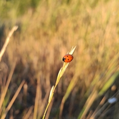 Coccinella septempunctata