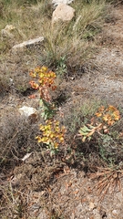 Euphorbia rigida