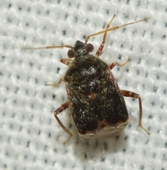 Charagochilus gyllenhalii