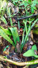 Disteganthus gracieae