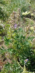 Lupinus argenteus argenteus
