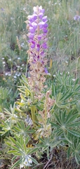 Lupinus argenteus argenteus