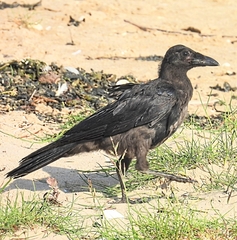 Corvus corone