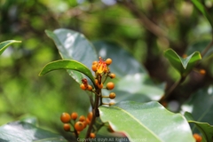 Macrosolen cochinchinensis