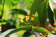 Macrosolen cochinchinensis