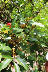 Macrosolen cochinchinensis