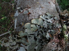 Platismatia norvegica