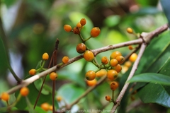 Macrosolen cochinchinensis