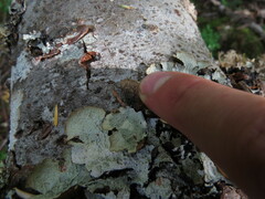 Platismatia norvegica