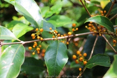 Macrosolen cochinchinensis