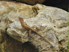 Anolis hispaniolae