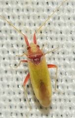 Nasocoris